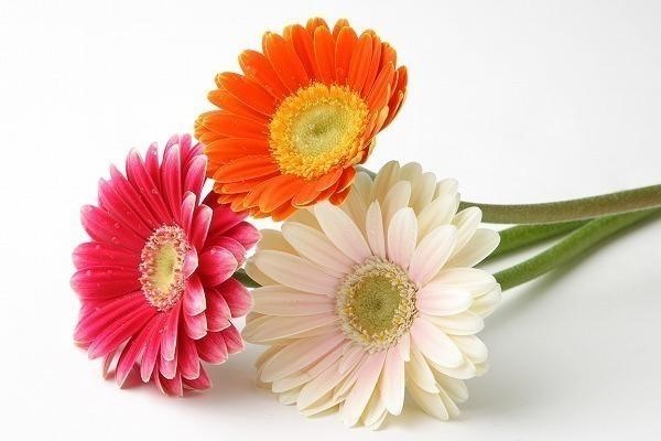 【サブカルビジネスセンター横浜 Member's Blog🌟】4月の花にガーベラがあるのはご存知ですか?